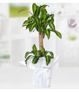 Yucca Mesengena