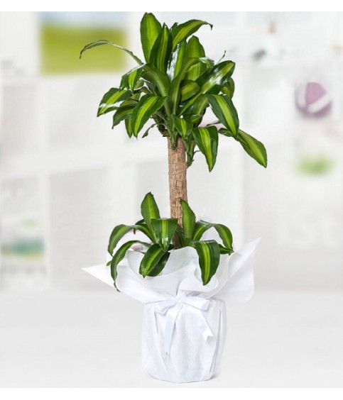 Yucca Mesengena